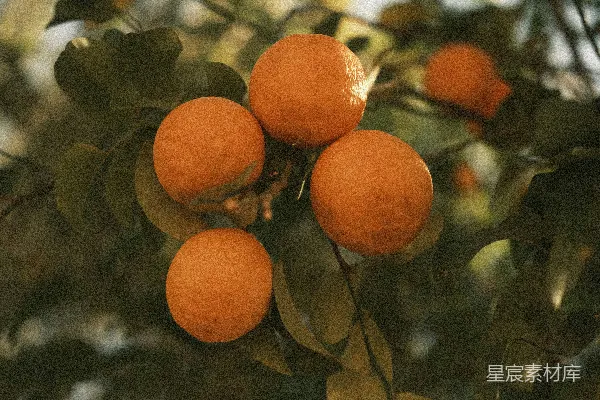 高清摄影 橙树上的果实