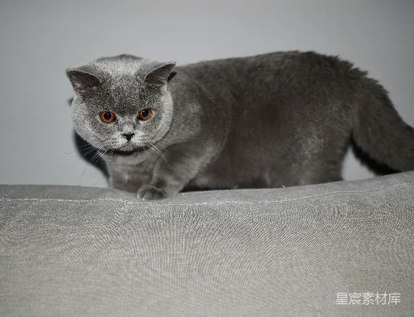 高清摄影 英短猫的优雅时刻