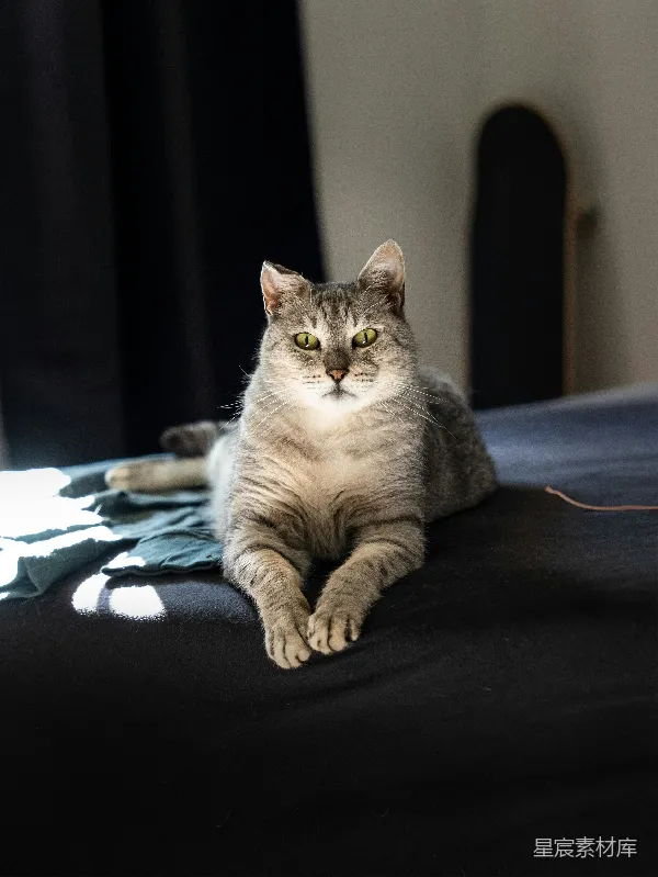 高清摄影 慵懒的午后：猫咪与阳光