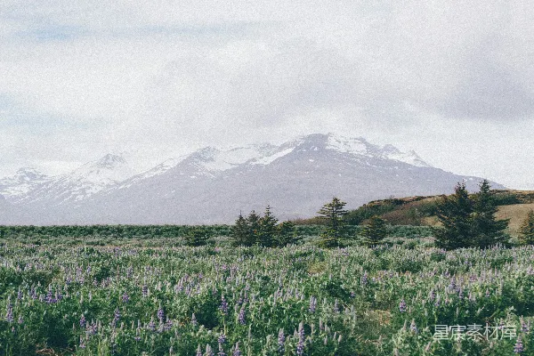 高清摄影 雪山下的花海