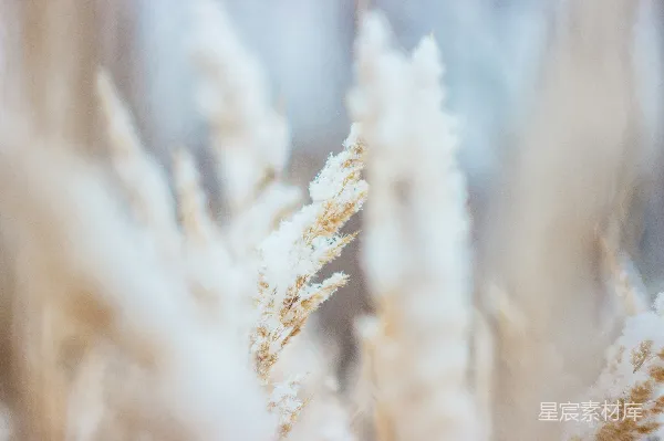 高清摄影 冬日雪景中的干草