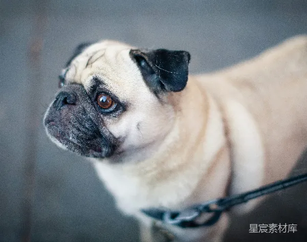 高清摄影 可爱的哈巴狗