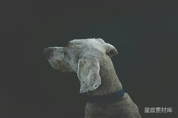 高清摄影 侧身凝视的狗狗