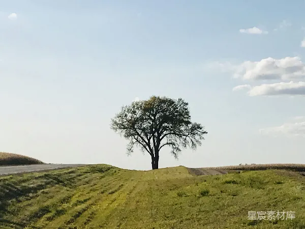 高清摄影 草原上的孤独树