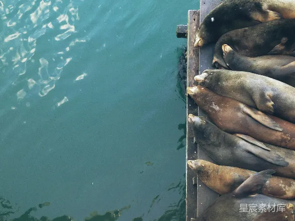 高清摄影 码头上的海狮