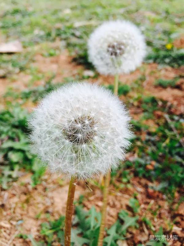 高清摄影 蒲公英的柔美时光