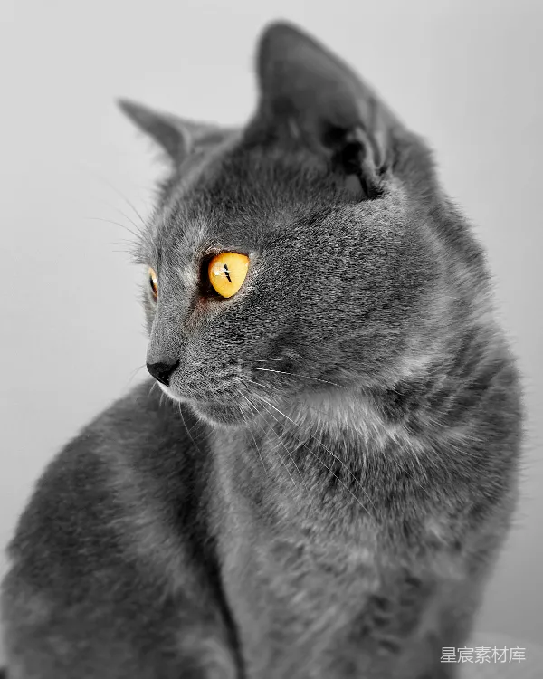 高清摄影 灰色猫的眼睛：引人注目的黄色