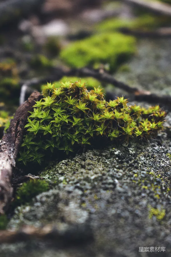 高清摄影 苔藓覆盖的岩石