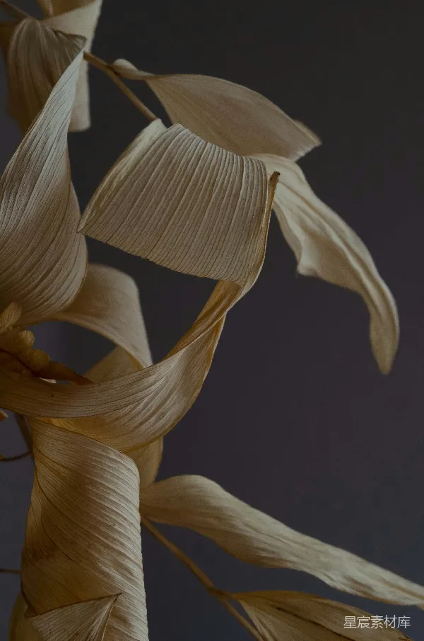 高清摄影 自然之美：干花的优雅曲线