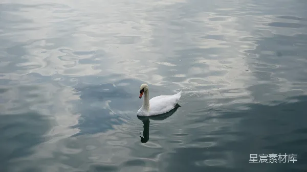 高清摄影 静谧湖面的天鹅