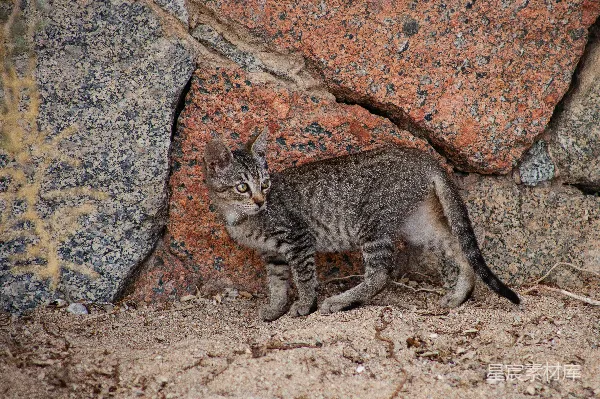 高清摄影 岩石旁的小猫