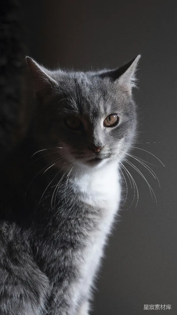 高清摄影 灰白相间的猫咪特写