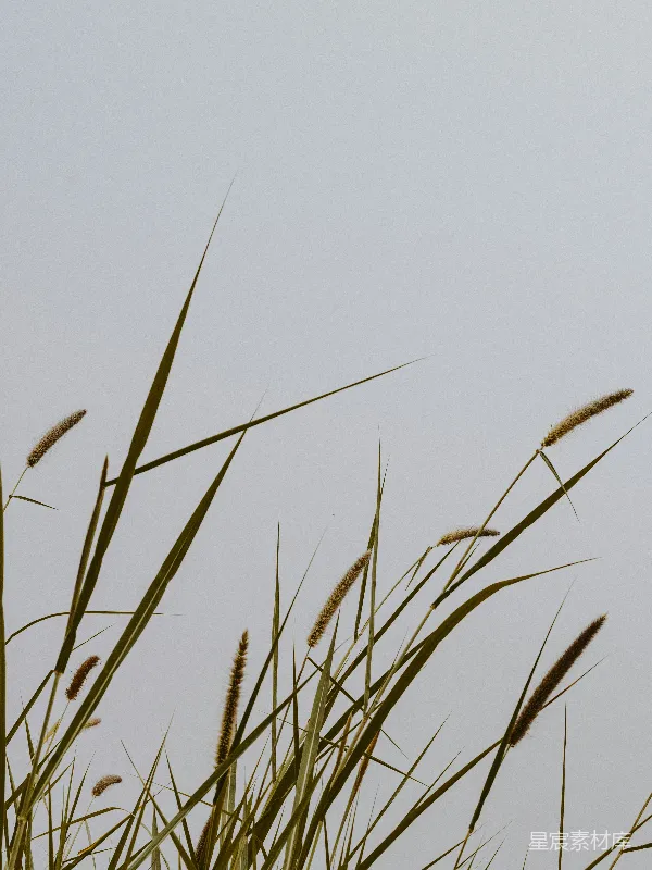 高清摄影 秋日的芦苇