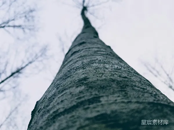 高清摄影 树梢下的树干
