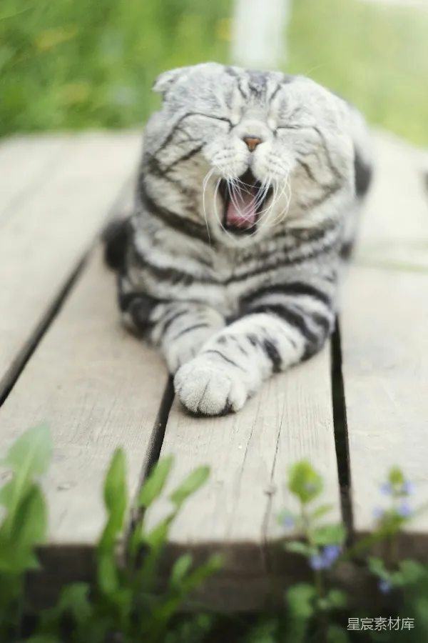 高清摄影 慵懒的苏格兰折耳猫