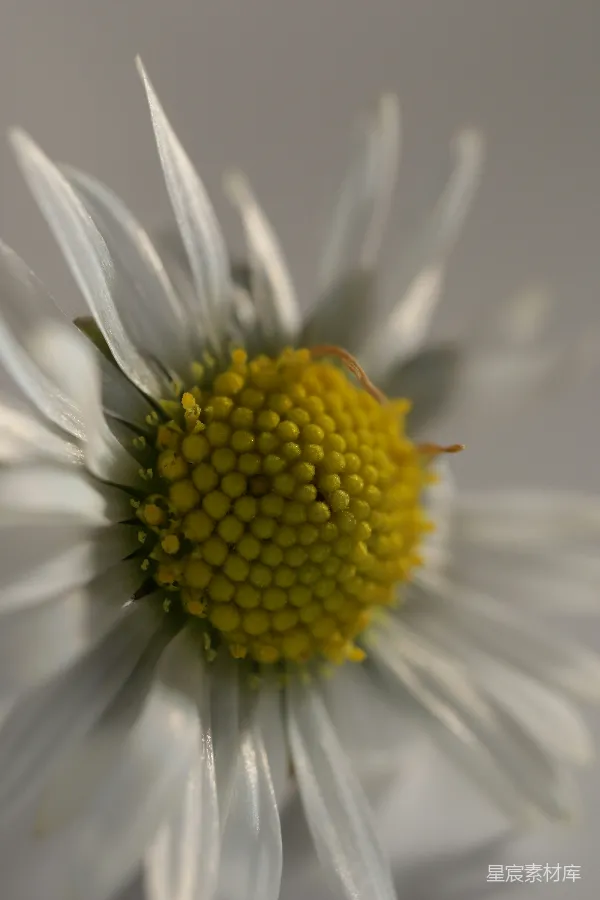 高清摄影 雏菊花蕊特写