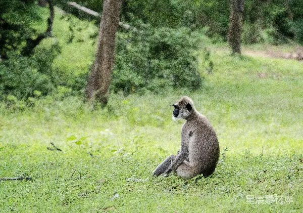高清摄影 林间独坐的灰猴