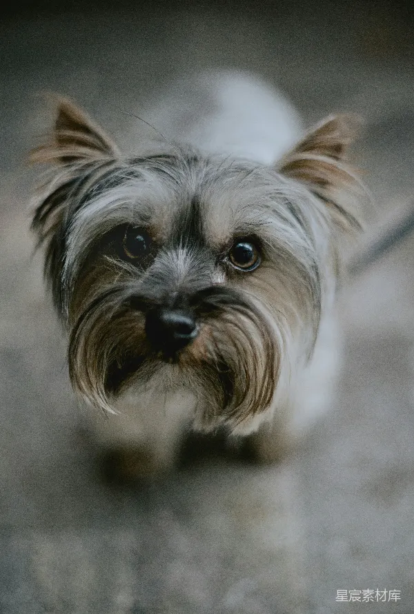 高清摄影 萌宠特写：小斗牛犬的可爱瞬间