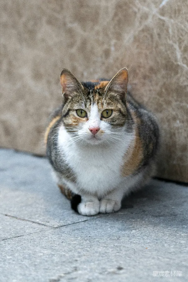 高清摄影 户外的三色猫