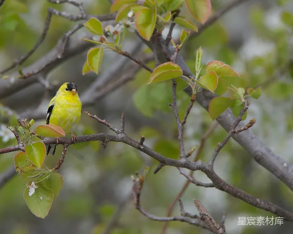 高清摄影 金翅雀栖息于花树间