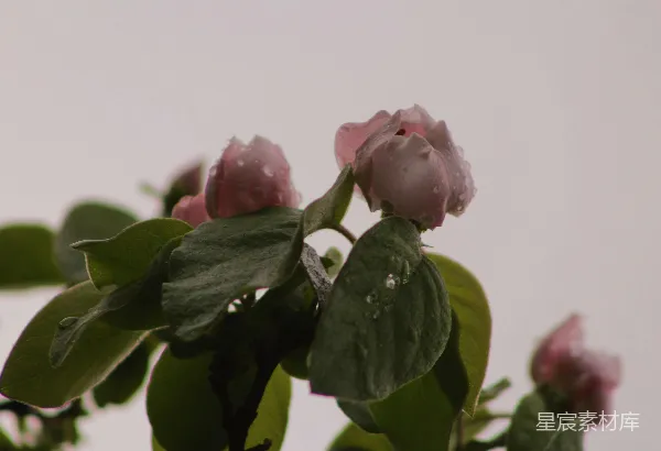 高清摄影 雨后花开的静谧时刻