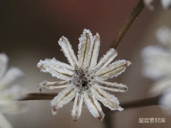 高清摄影 霜花覆盖的干花