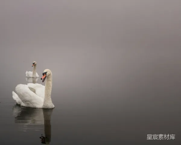 高清摄影 雾中天鹅