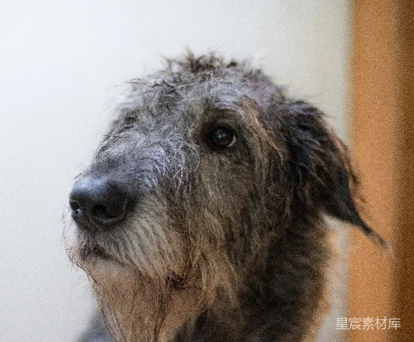 高清摄影 湿漉漉的狗头像