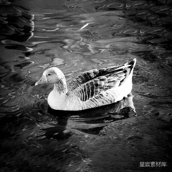 高清摄影 黑白水面上的鸭子