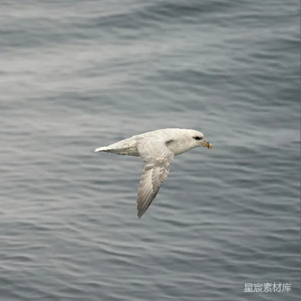 高清摄影 翱翔在海上的海鸥
