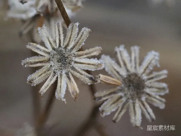 高清摄影 霜降下的枯枝