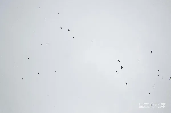 高清摄影 天空中的鸟群