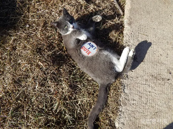 高清摄影 搞笑猫咪：我一点也不可爱！
