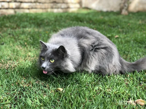 高清摄影 慵懒的猫咪在草地上晒太阳