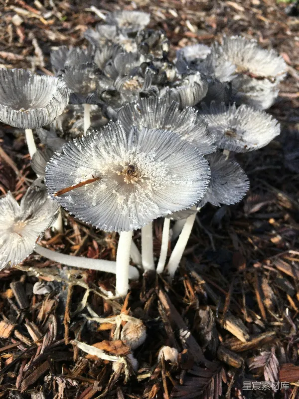 高清摄影 霜冻蘑菇