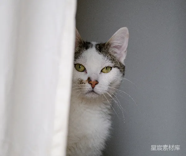 高清摄影 神秘猫眼