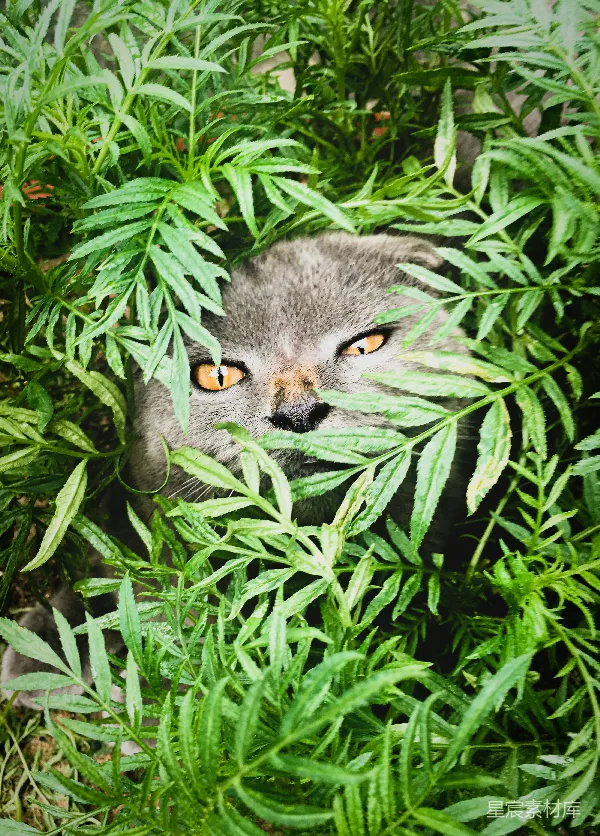 高清摄影 藏匿于草丛中的神秘猫眼