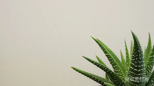 高清摄影 清新多肉植物特写