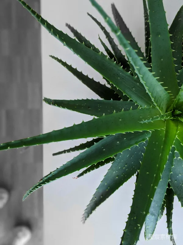 高清摄影 多肉植物：芦荟特写
