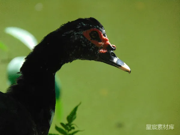 高清摄影 黑鸭子的侧脸特写