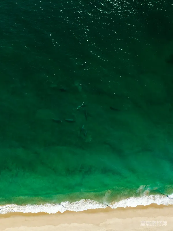 高清摄影 海豚在海中的航拍