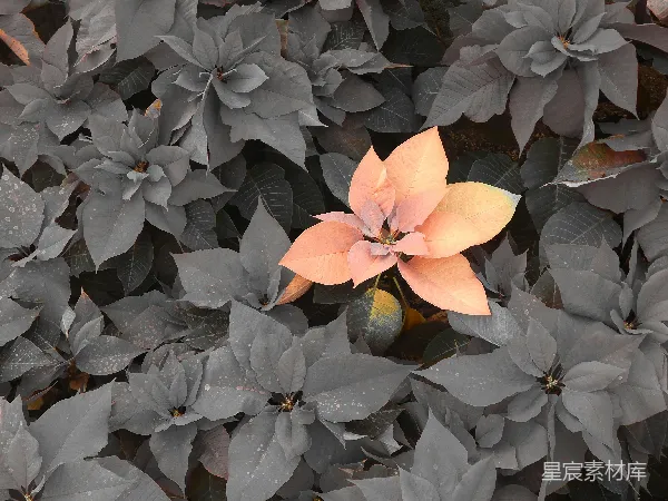 高清摄影 独特的粉红色花朵在深色背景中绽放
