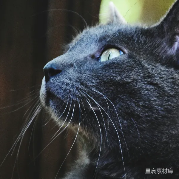 高清摄影 深邃蓝眸的神秘猫头