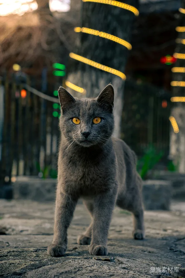 高清摄影 夜幕下的神秘灰猫