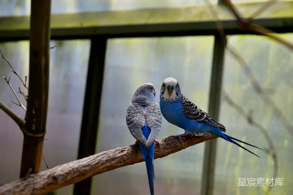 高清摄影 温室里的鹦鹉对视