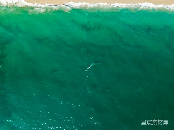 高清摄影 海上的鲸鱼：鸟瞰海洋