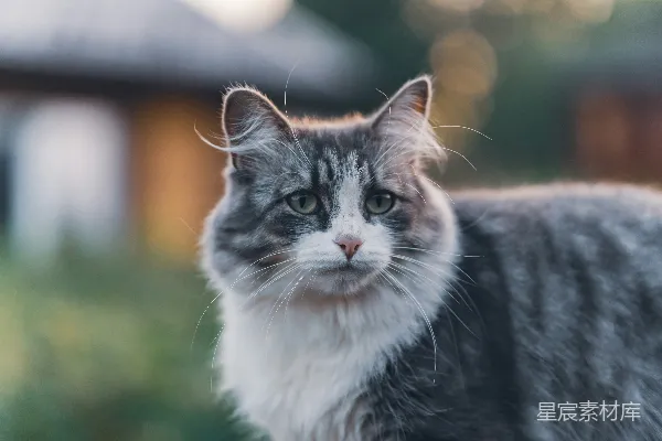 高清摄影 窗外的猫咪