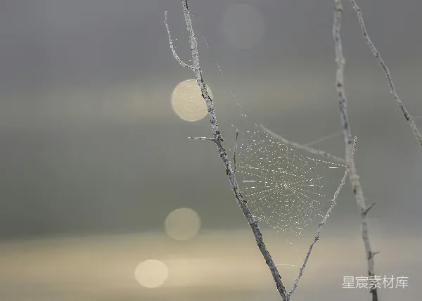 高清摄影 晨雾中的蛛网