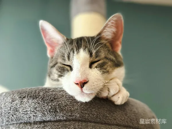 高清摄影 睡着的猫咪
