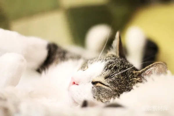 高清摄影 猫咪的午睡时光